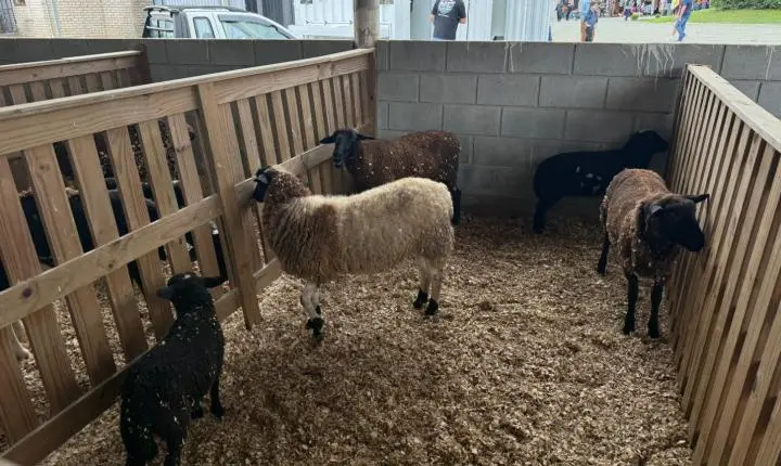 Exposição agropecuária reúne mais de 200 bovinos e diferentes espécies de animais 