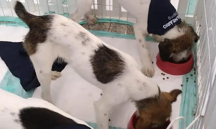 Feira de adoção reúne cães e gatos em busca de um novo lar no Balneário Shopping
