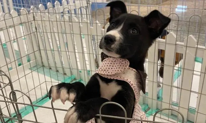 Feira de adoção reúne cães e gatos em busca de um novo lar no Balneário Shopping