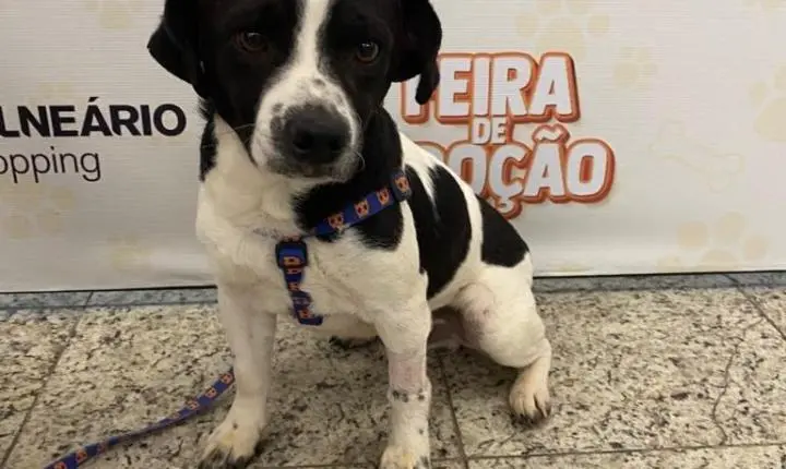 Feira de adoção reúne cães e gatos em busca de um novo lar no Balneário Shopping