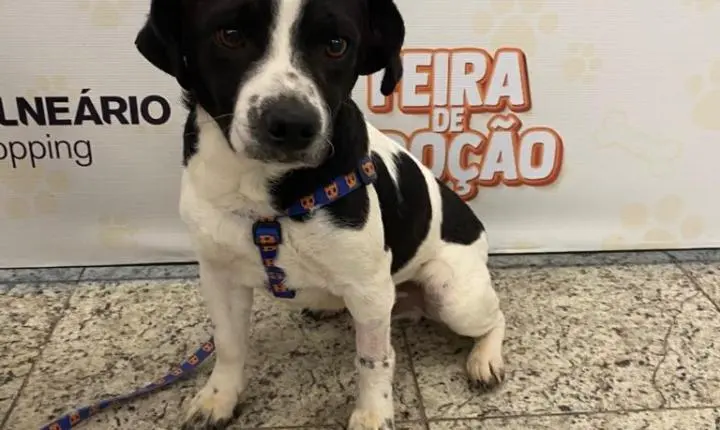 Feira de adoção reúne cães e gatos em busca de um novo lar no Balneário Shopping