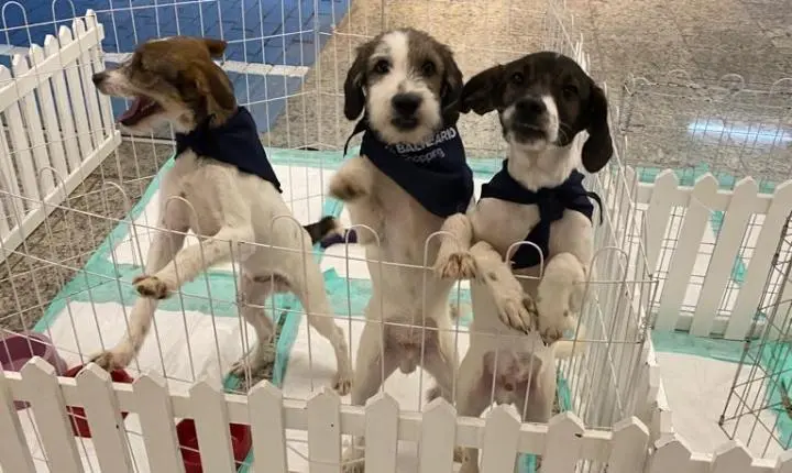 Feira de adoção reúne cães e gatos em busca de um novo lar no Balneário Shopping
