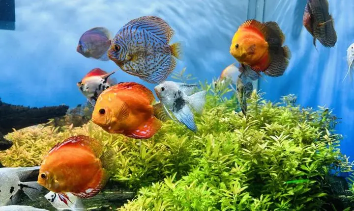 Grupo Oceanic leva a Buenos Aires novo parque no Sul do Brasil com mais de 100 atrações