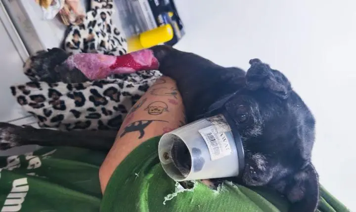Guarda Municipal e Depa resgatam cão ferido no Bairro dos Municípios 