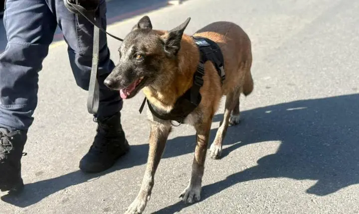 Guarda Municipal homenageia K9 aposentado durante Desfile Cívico em Balneário Camboriú
