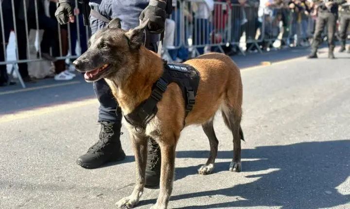 Guarda Municipal homenageia K9 aposentado durante Desfile Cívico em Balneário Camboriú