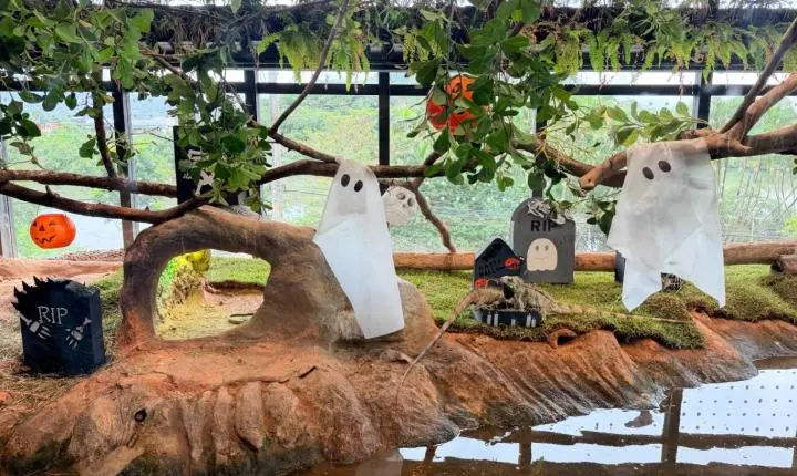 Halloween animal: polvo, lontras e capivaras ganham desafios ‘assustadores’ em aquário de Santa Catarina