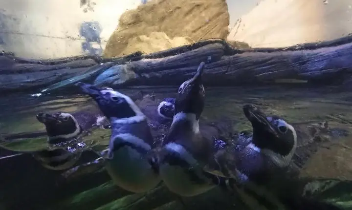 Inverno aumenta a presença de baleias, pinguins e mamíferos marinhos nas praias de Santa Catarina