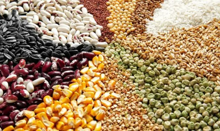 Itajaí celebra o Dia Mundial da Alimentação com evento gratuito na Praça do CEU 