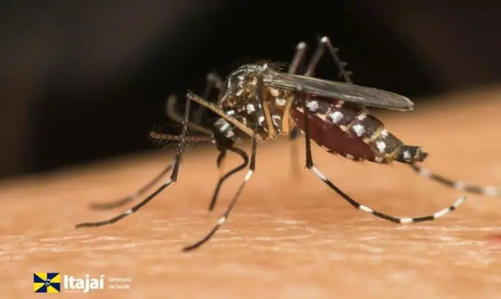 Itajaí reforça prevenção à dengue com início do Método Wolbachia 