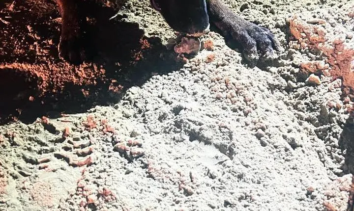 Mulher é presa pela Guarda Municipal de Balneário Camboriú após furtar picanha de supermercado 