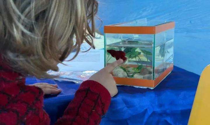Núcleos de Educação Infantil de Balneário Camboriú encerram semestre com mostra de vivências