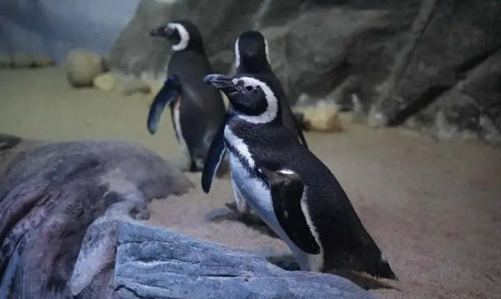 Pinguins-de-magalhães são avistados em praias catarinenses