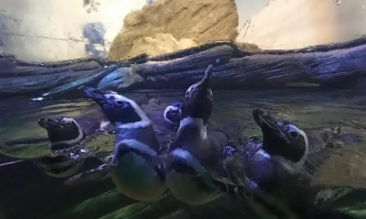 Pinguins-de-magalhães são avistados em praias catarinenses