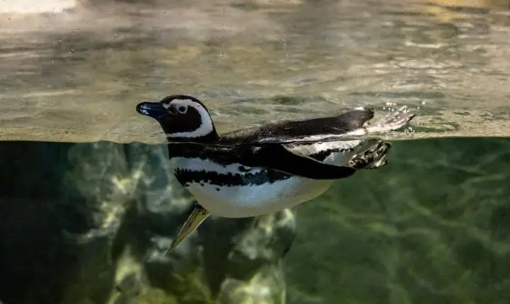 Pinguins-de-magalhães são avistados em praias catarinenses