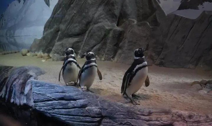 Pinguins-de-magalhães são avistados em praias catarinenses