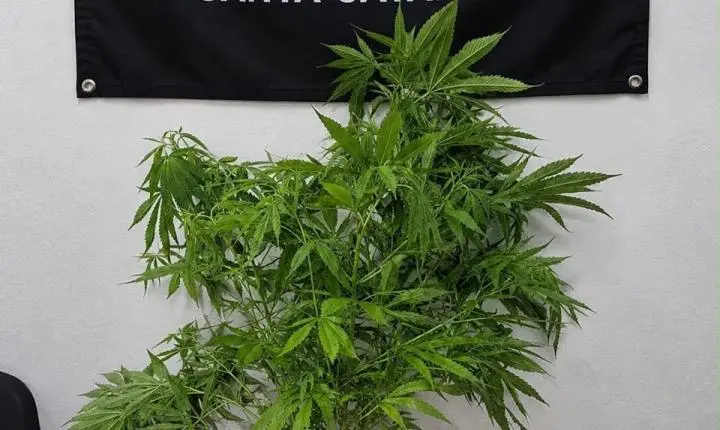 Polícia Militar apreende planta de maconha e entorpecentes em Itapema