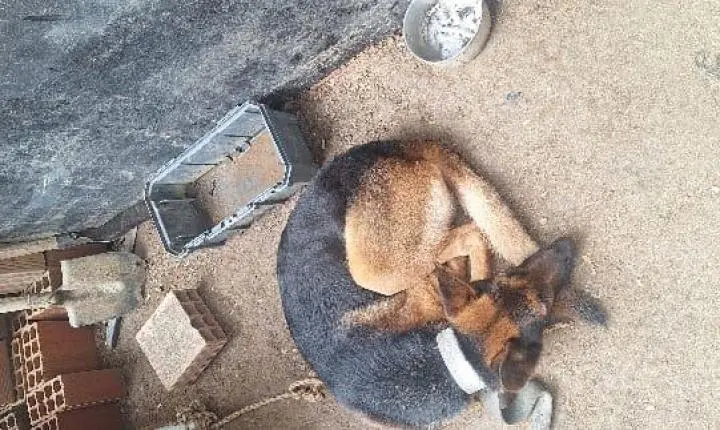 Polícia Militar atende ocorrência de maus-tratos e animal e cachorro é resgatado em Itapema