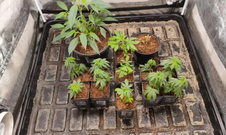Polícia Militar prende homens por tráfico de drogas