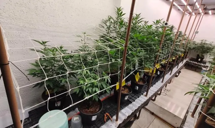 Polícia Militar prende homens por tráfico de drogas