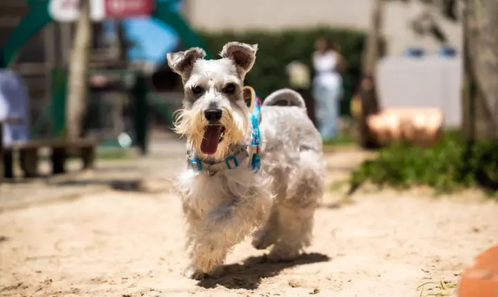 Porto Belo Outlet Premium promove Feirinha de Adoção de Animais neste sábado, dia 24