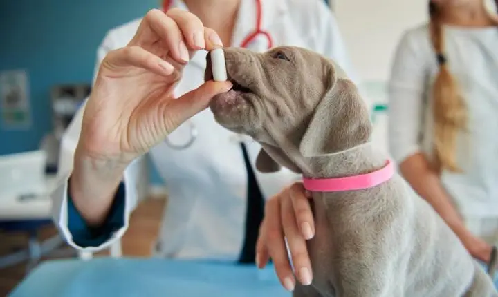 Zoonoses: o que é mito e o que é verdade sobre transmissão, riscos e prevenção